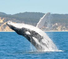 Spectacular breaching has already been seen during this year's whale watching season.