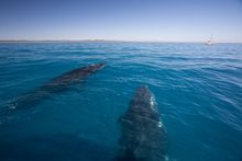 Younger whales are more predominant during the early part of the whale watching season in Hervey Bay.