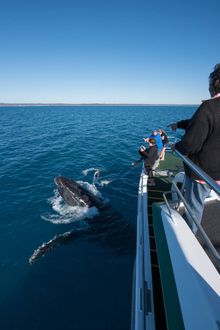 Visitors to Hervey Bay have seen some eye-catching behaviours already this year.