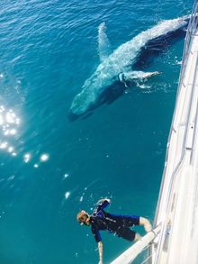 Humpback whales play close to vessels in Hervey Bay allowing snorkellers to get a closer look.