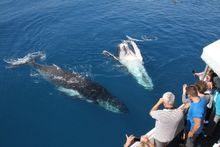 Tourists have already enjoyed some up-close encounters with humpback whales in Hervey Bay this year.