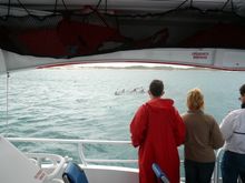 Adventure Rottnest Tour on the Eco Express