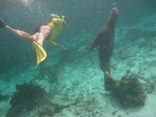 Rottnest Express Underwater Rottnest tour