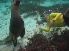 Rottnest Express Underwater Rottnest tour