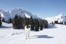 Bach in the Lechtal