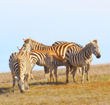 Wild Zebras roam the hills surrounding Hearst Castle along the Highway 1 Discovery Route.