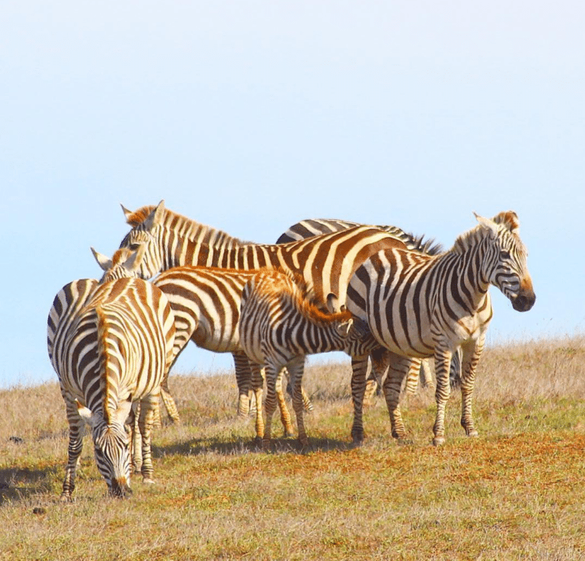 Wild Zebras roam the hills surrounding Hearst Castle along the Highway 1 Discovery Route. Wild Zebras roam the hills surrounding Hearst Castle along the Highway 1 Discovery Route.