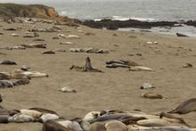 See Elephant Seals in San Simeon along the CA Highway 1 Discovery Route