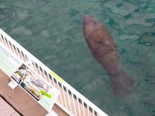 Manatee Lagoon - An FPL Eco-Discovery Center's observation deck