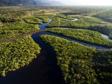The Amazon
