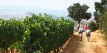 Walkers on the Camino de Santiago