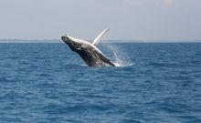Tourists may see humpbacks breaching in Hervey Bay at any time during the entire whale watching season but September is the best time to hear the gentle giants singing.