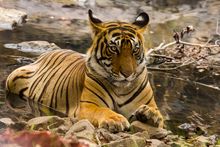 Tiger at Rathambore National Park 