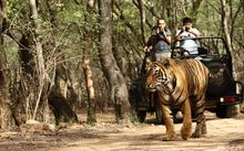 Tiger at Rathambore National Park 