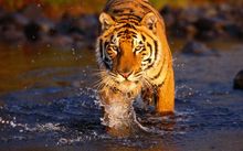 Tiger at Rathambore National Park 