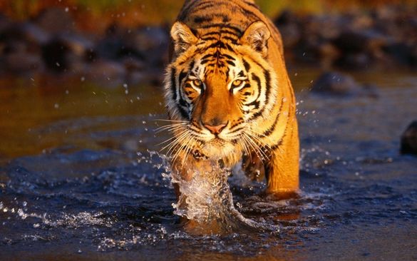 Tiger at Rathambore National Park 
