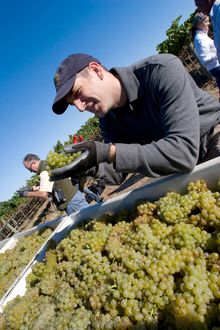 Get your hands in the grapes by attending Sonoma Grape Camp. It's a great way to learn how your favorite wines are born.