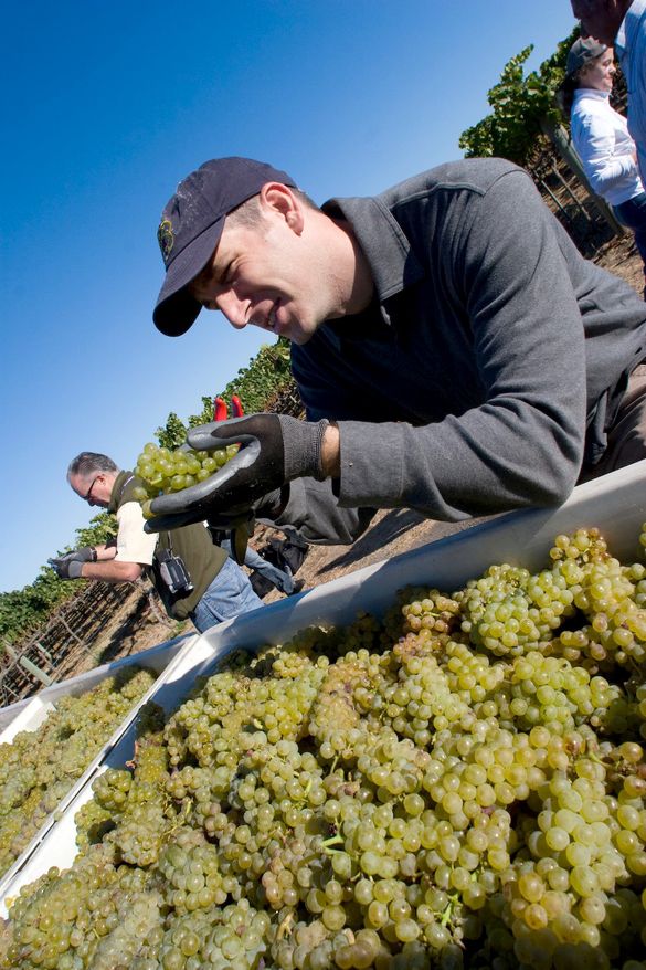Get your hands in the grapes by attending Sonoma Grape Camp. It's a great way to learn how your favorite wines are born.