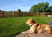 Dog friendly cottages with enclosed gardens
