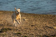 Dog holidays by the beach