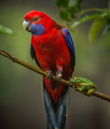 Birds of Lamington