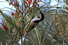 Eastern Spinebill Bird at Bird Week