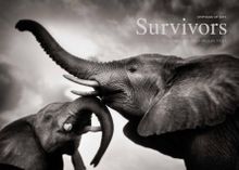 Survivors book signed by Dame Daphne Sheldrick
