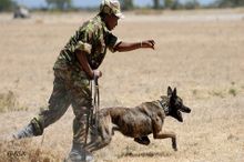 Anti poaching dogs in action