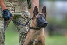 Anti poaching dog in training
