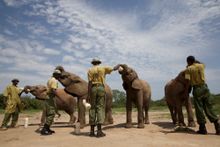 Ithumba