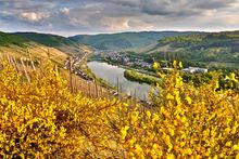 Moselle River in Autumn