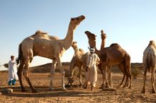 Camel men in the Bayuda