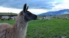 Ecuador, San Rafael, - mountain top alpaca farm