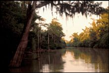 Bayou Bartholomew