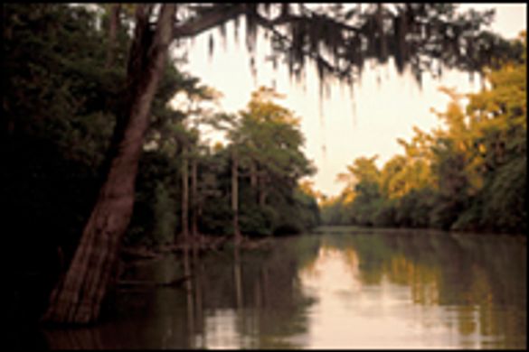 Bayou Bartholomew