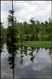 Bayou Bartholomew