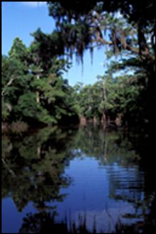 Bayou Bartholomew