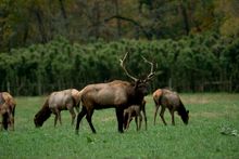 Elk feeding in Boxley Valley