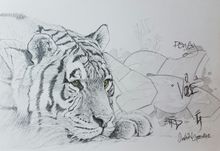 Tiger Owain George