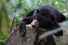 A Sun Bear in Borneo