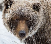 Bear Cave Mountain, Yukon
