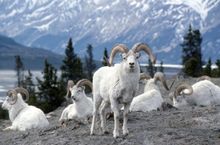 Sheep Mountain, Kluane National Park
