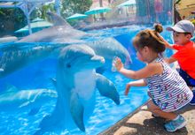 Young visitors Valentina Serrano and Mateo Serrano get up-close to bottlenose dolphins at SeaWorld Orlando’s Dolphin Nursery. Photo Courtesy of: SeaWorld Parks & Entertainment