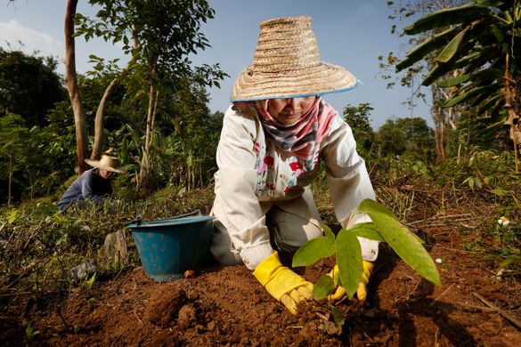 AccorHotels' signature programme Plant for the Planet has committed to planting 10 million trees globally by 2021 AccorHotels' signature programme Plant for the Planet has committed to planting 10 million trees globally by 2021