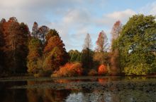 Bedgebury