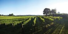 Chapel Down Winery