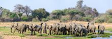 Elephants at Jabali Ridge, Ruaha