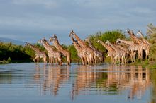 Giraffe in the Selous Reserve
