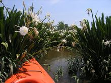 Kayak view of lilies
