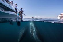 Whale Watching, Blue Dolphin Tours